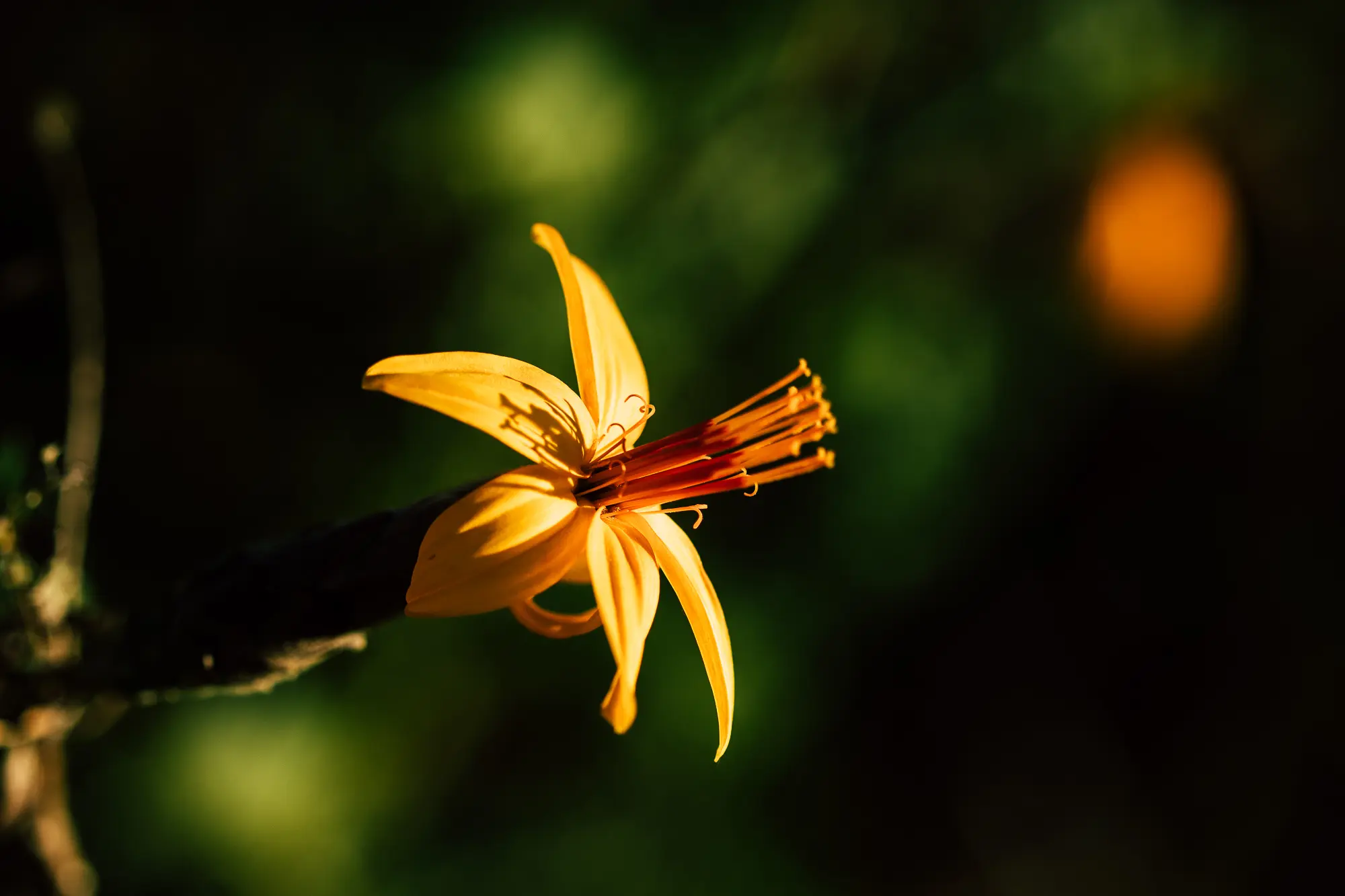 Flor andina amarilla iluminada sobre fondo verde oscuro